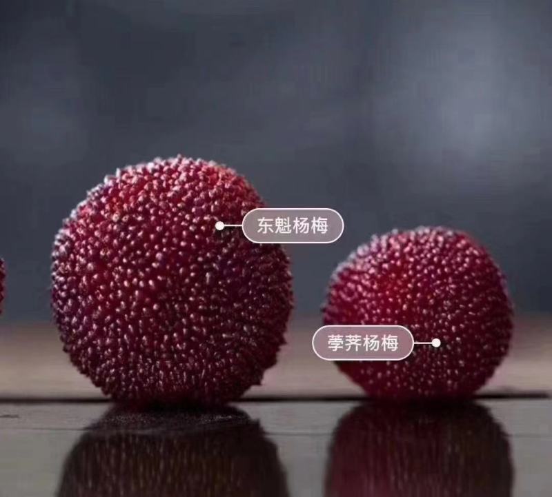 荸荠杨梅/浙江省仙居东魁大杨梅