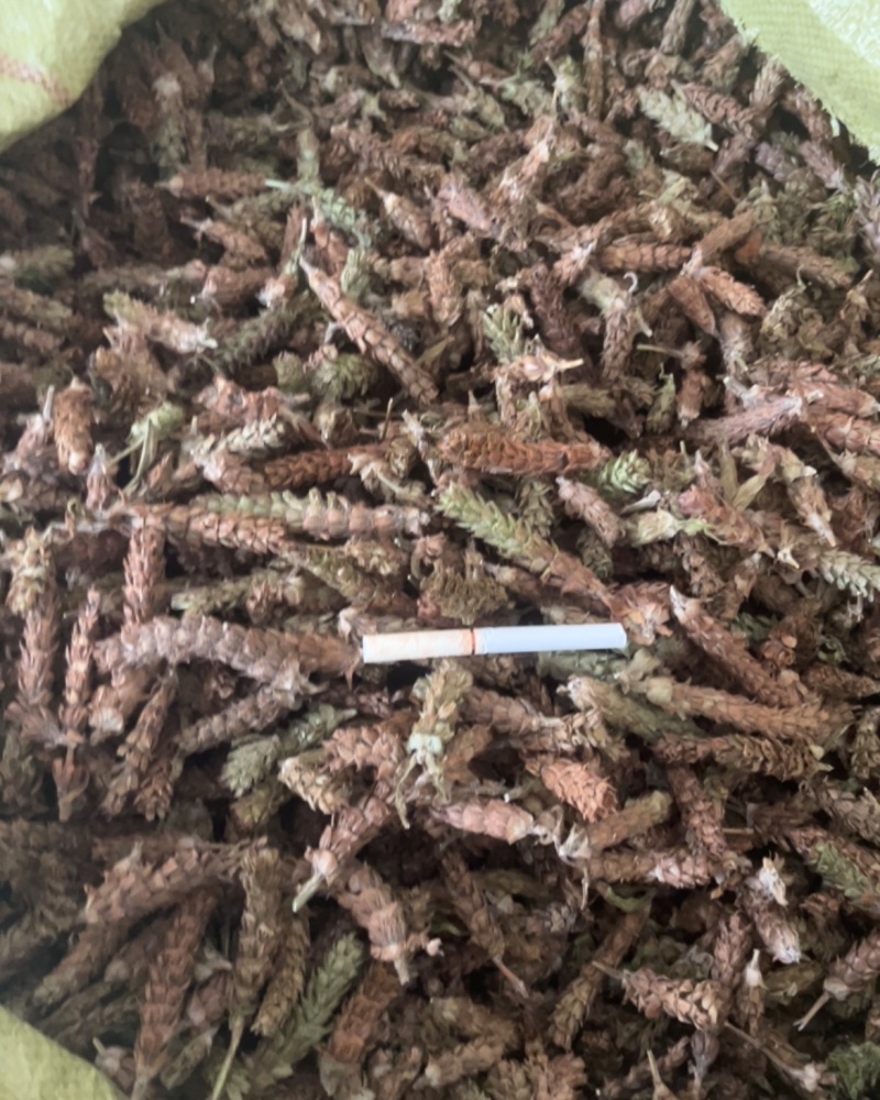夏枯球统货