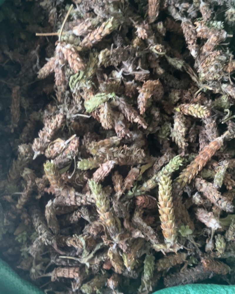 夏枯球统货