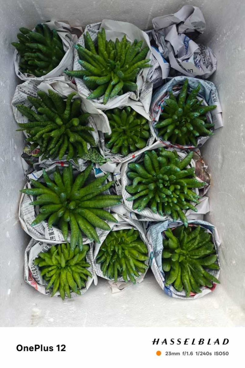 玉溪佛手