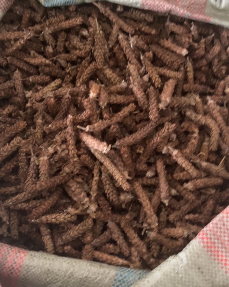 夏枯球红光头