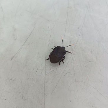 九香虫