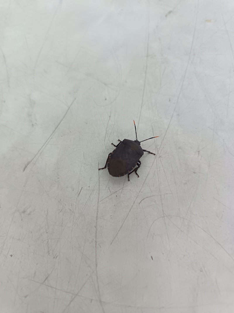 九香虫