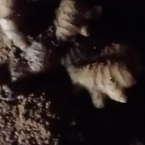 生姜，小黄姜