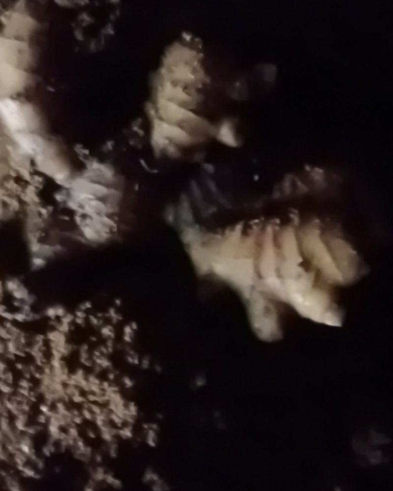 生姜，小黄姜