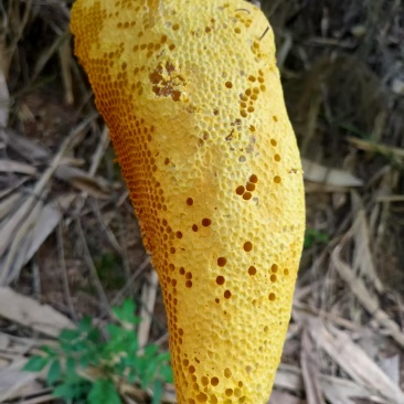 野蜂蜜土蜂蜜农村蜂蜜。