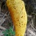 野蜂蜜土蜂蜜农村蜂蜜。