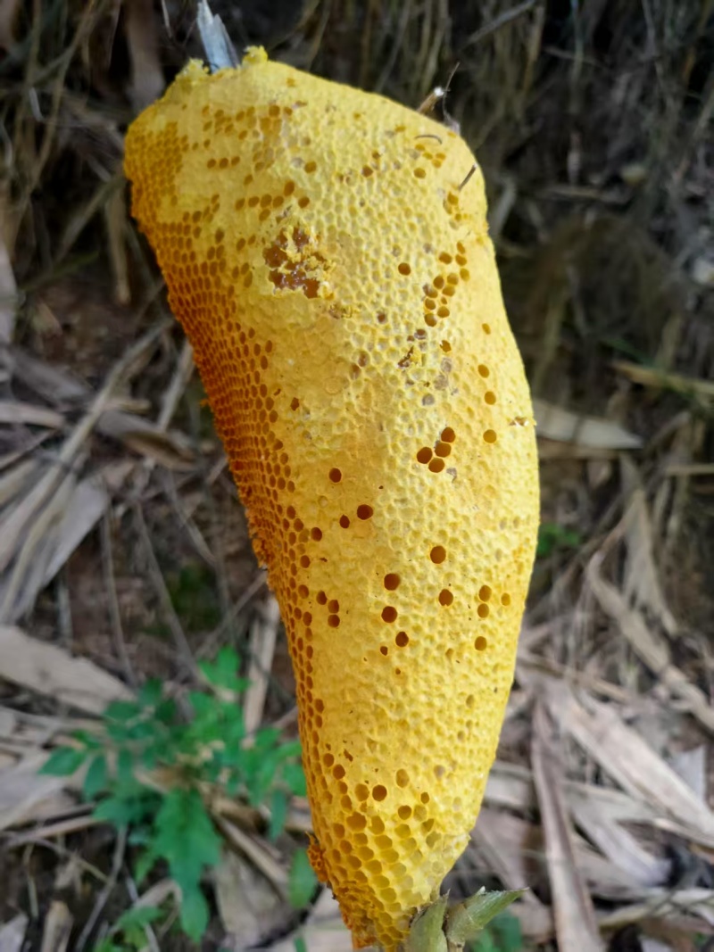 野蜂蜜土蜂蜜农村蜂蜜。