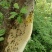 野蜂蜜土蜂蜜农村蜂蜜。