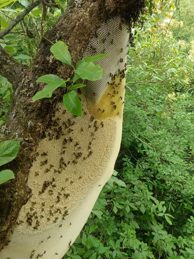 野蜂蜜土蜂蜜农村蜂蜜。