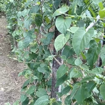 大量出售