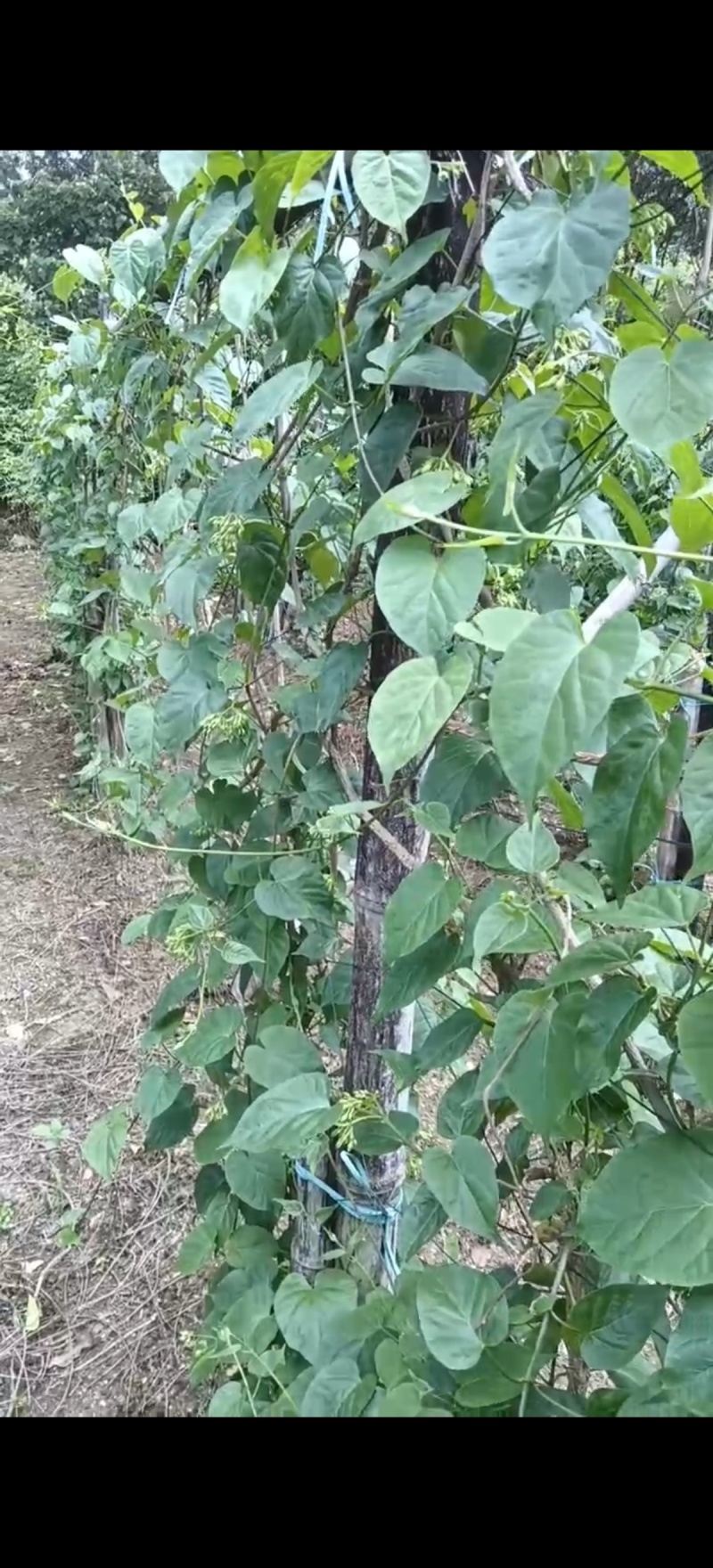 大量出售
