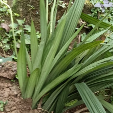 野生岩兰花草