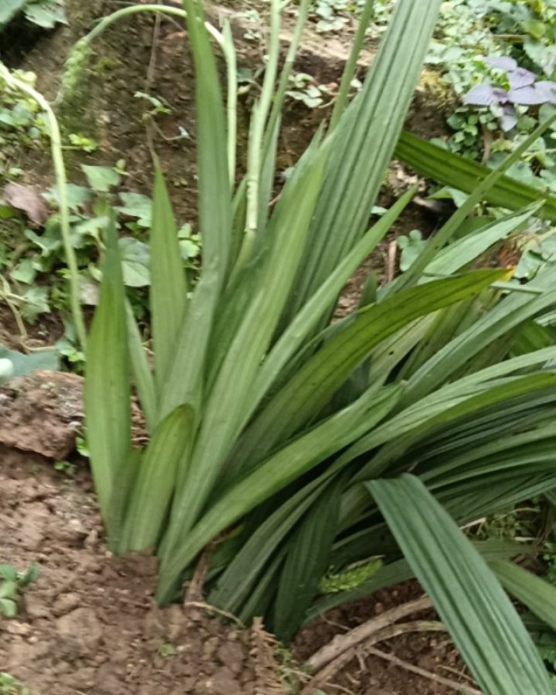 野生岩兰花草