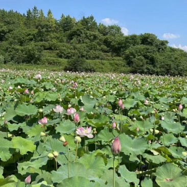 湖南水果莲蓬上市了，太空36号