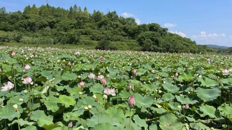 湖南水果莲蓬上市了，太空36号