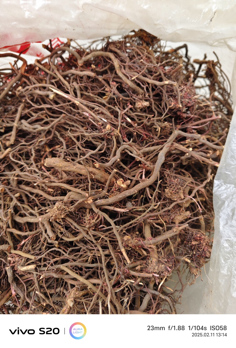 红茜草中药材