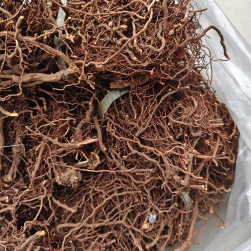 红茜草中药材