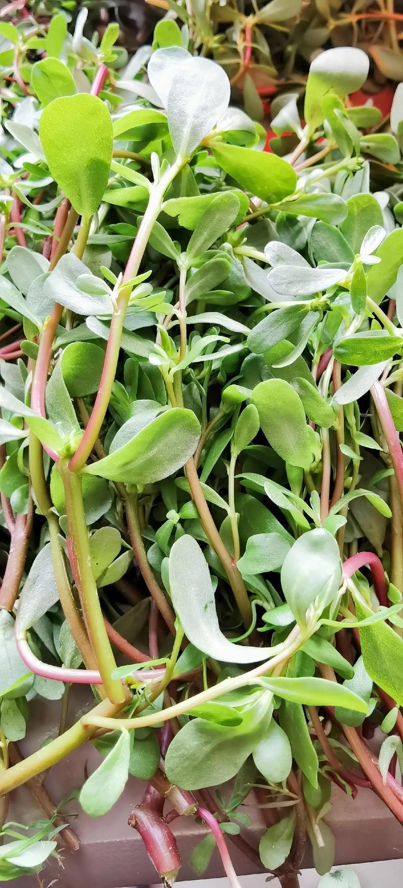 马齿苋，新鲜马齿菜