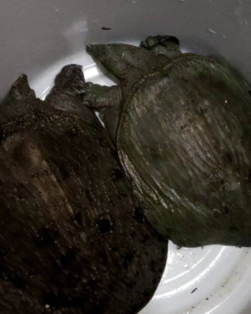 甲鱼