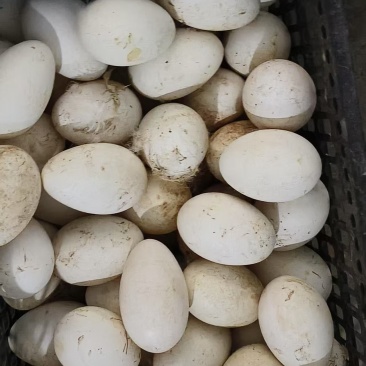 纯粮食散养，***