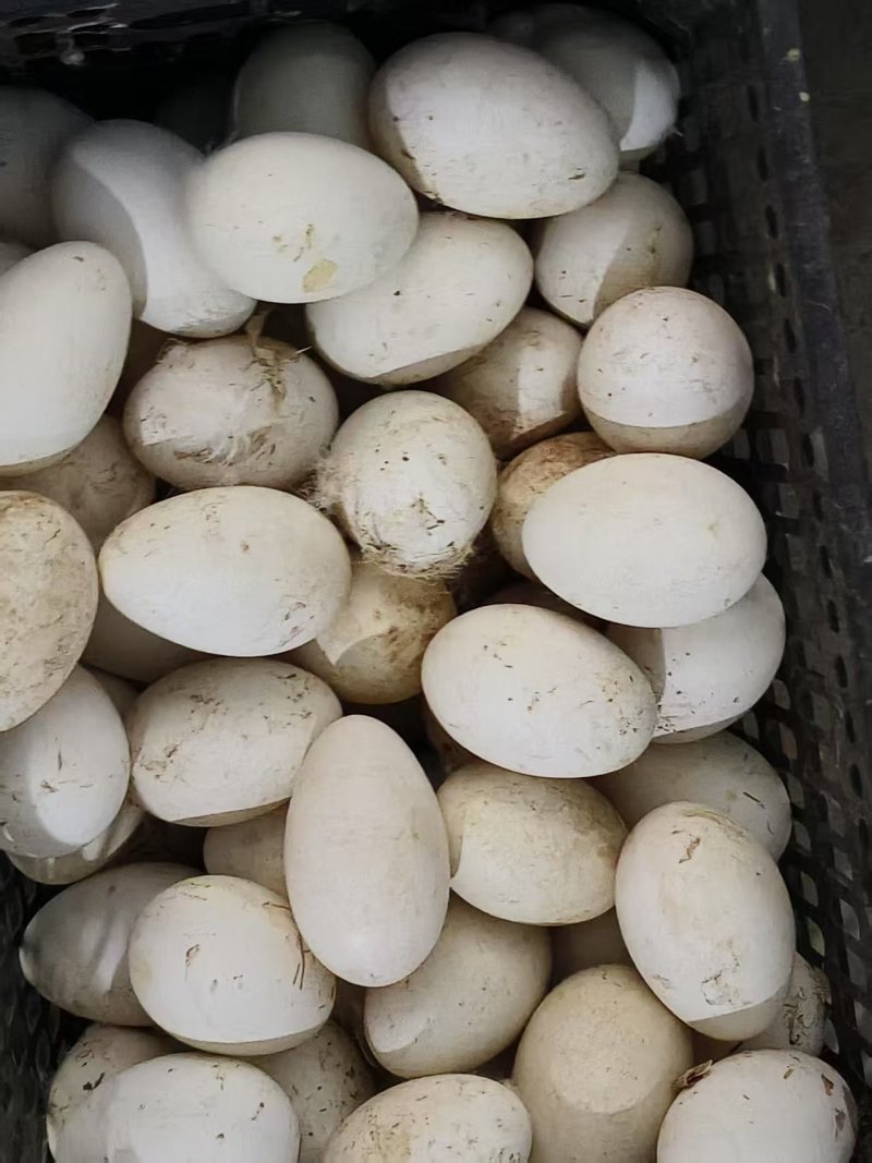 纯粮食散养，***