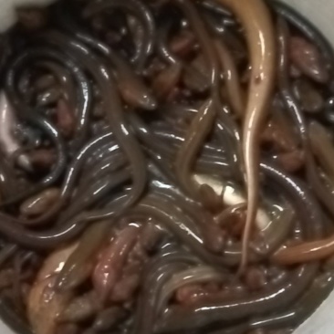 鳝鱼