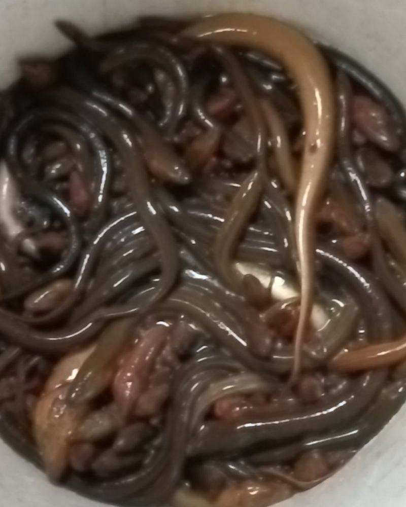 鳝鱼