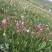野生草血竭