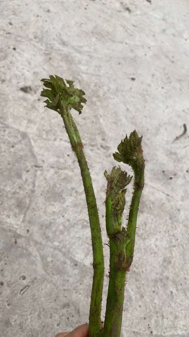 学名九眼独活，毛独活，土当归，5-10吨的数量，需要随时联系