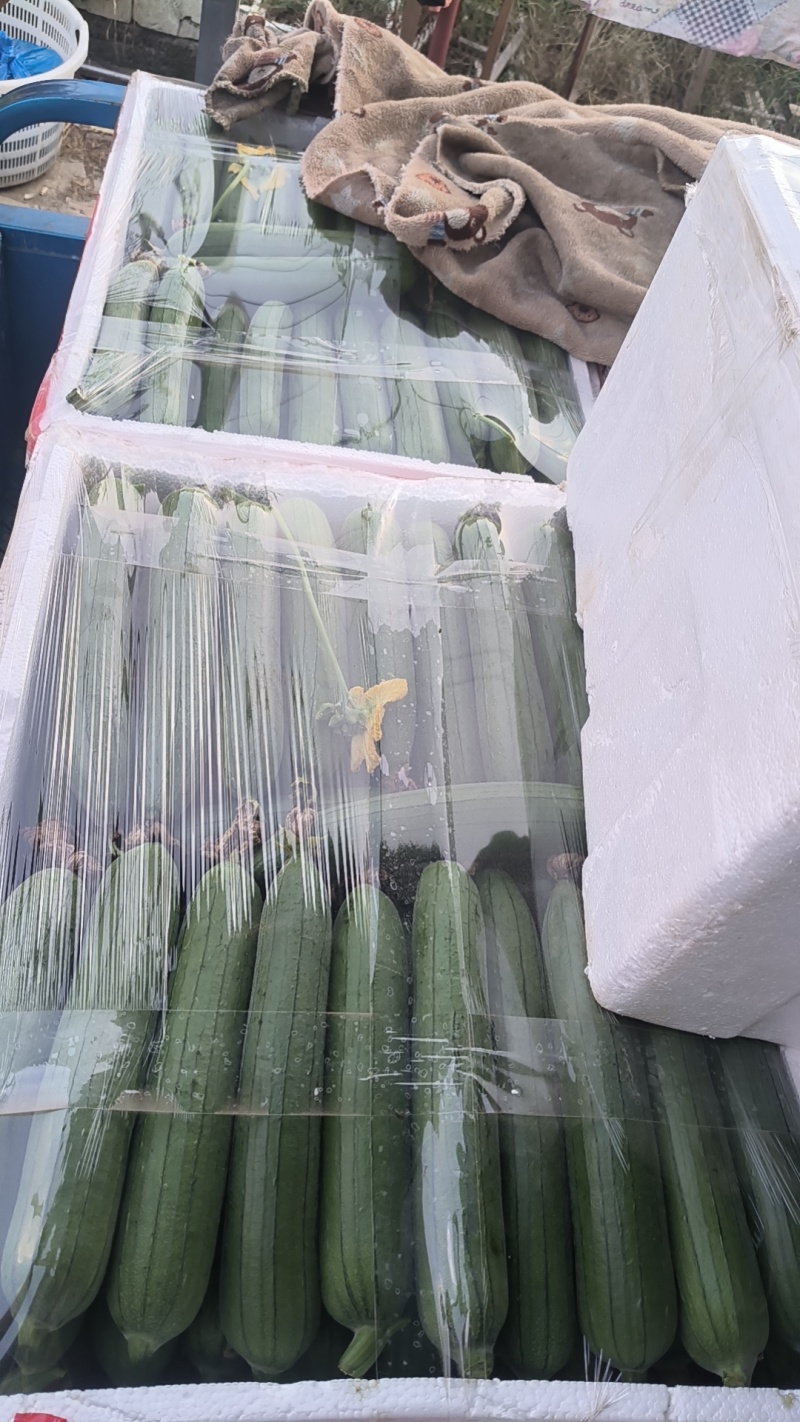 精品油皮丝瓜