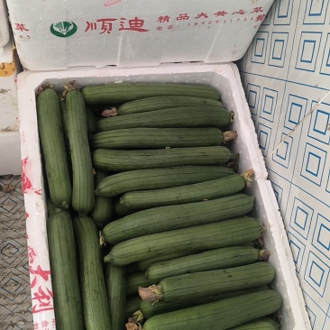 精品油皮丝瓜