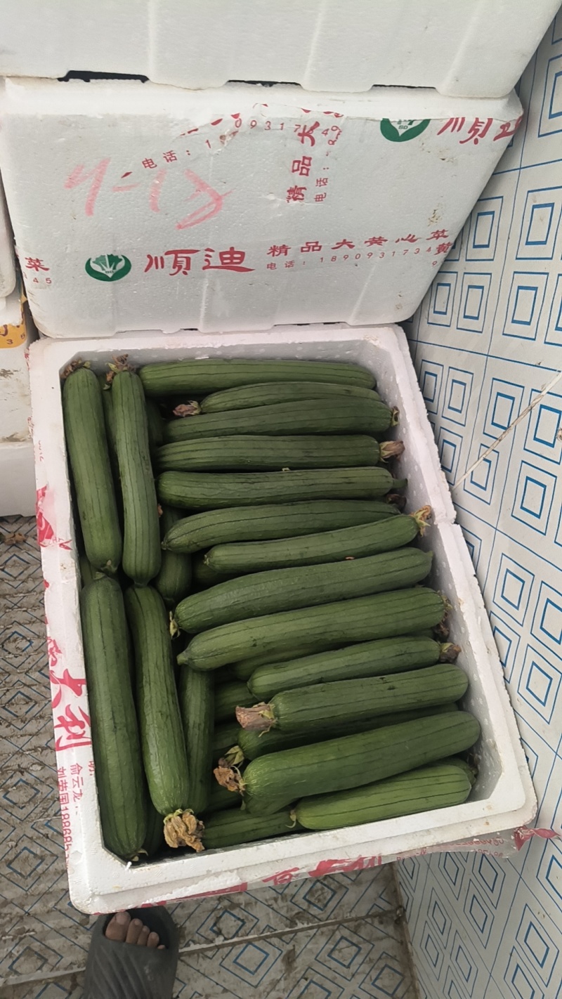 精品油皮丝瓜