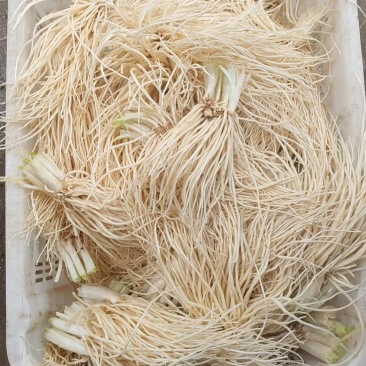 云南韭菜根，新鲜采摘发货