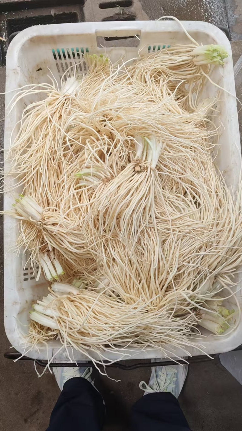 云南韭菜根，新鲜采摘发货