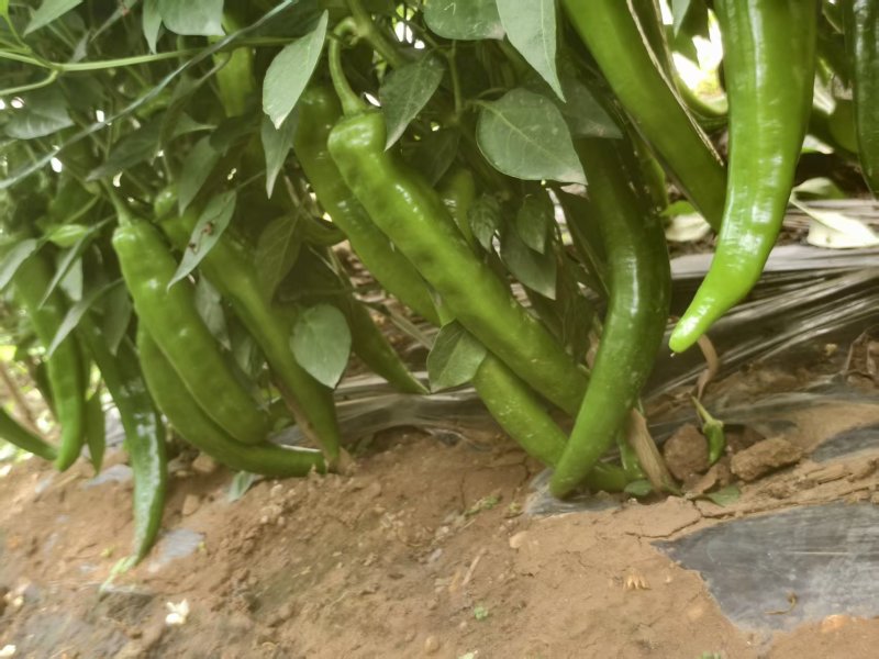 云南大棚螺丝椒羊角椒大量供应