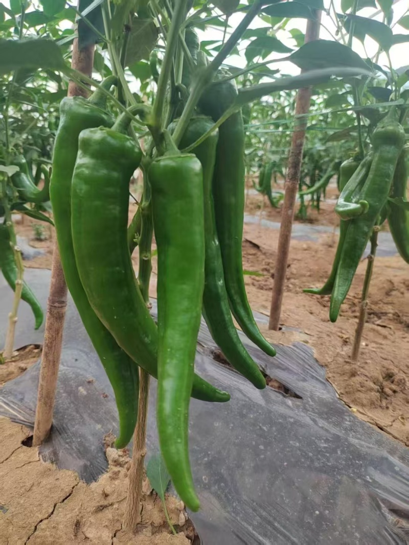 云南大棚螺丝椒羊角椒大量供应