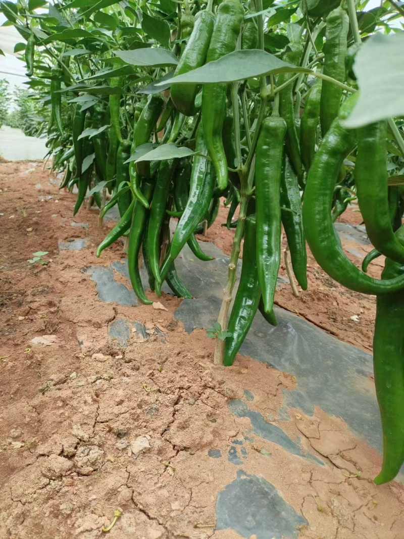 云南大棚螺丝椒羊角椒大量供应