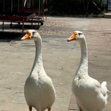 大鹅