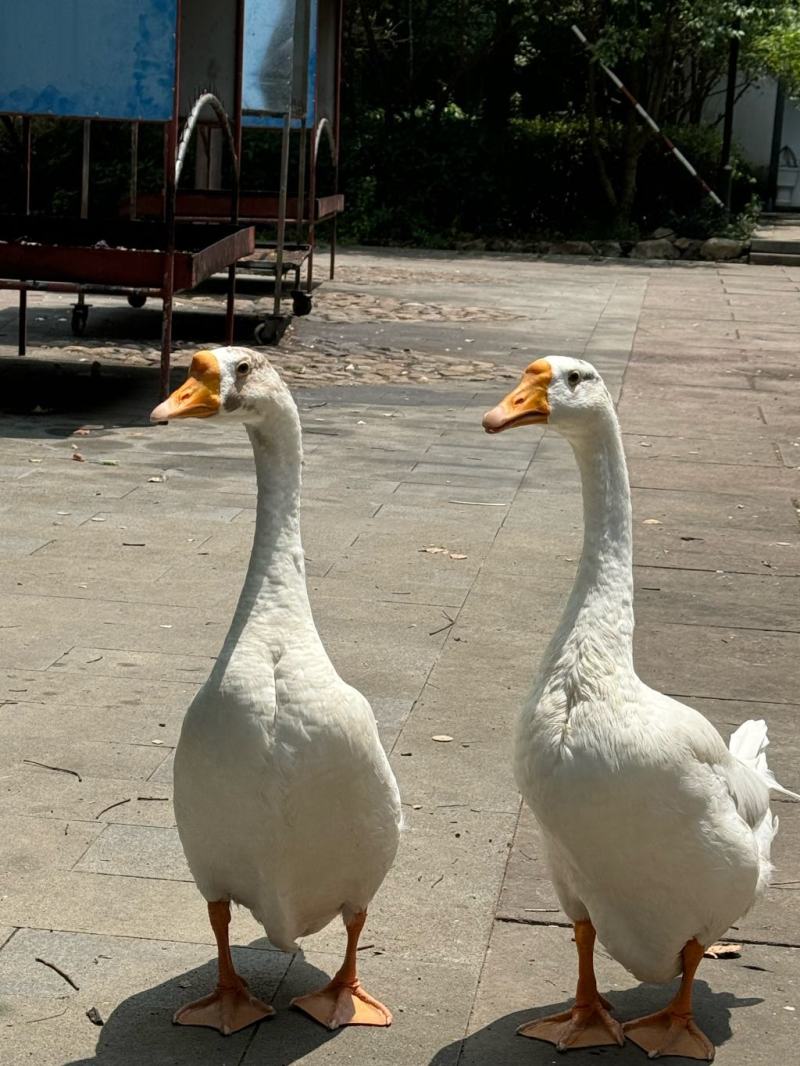 大鹅