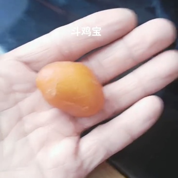 鸡宝
