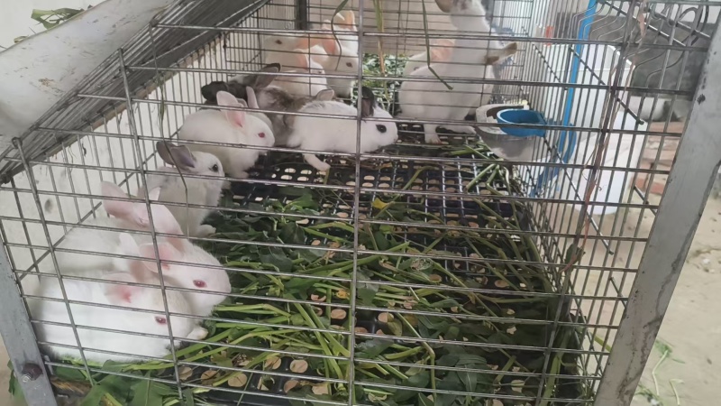 吃草长大的肉兔