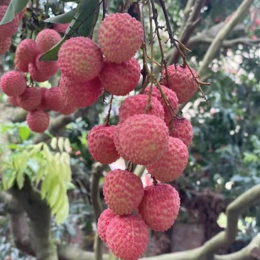 广东茂名桂味荔枝