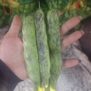 各种豆角蔬菜