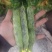 各种豆角蔬菜
