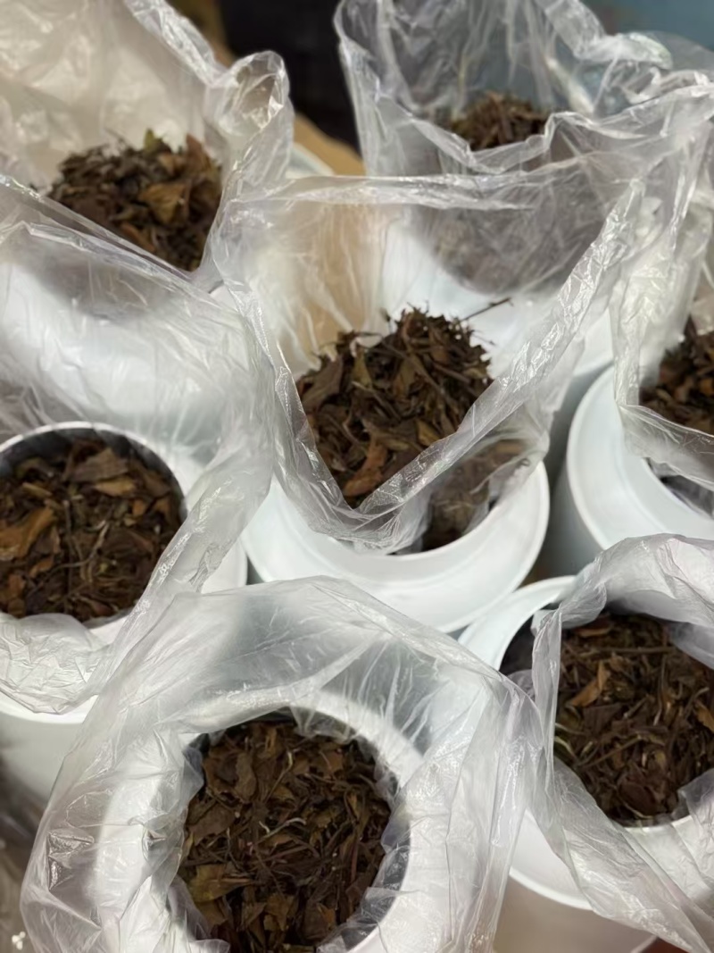 白茶