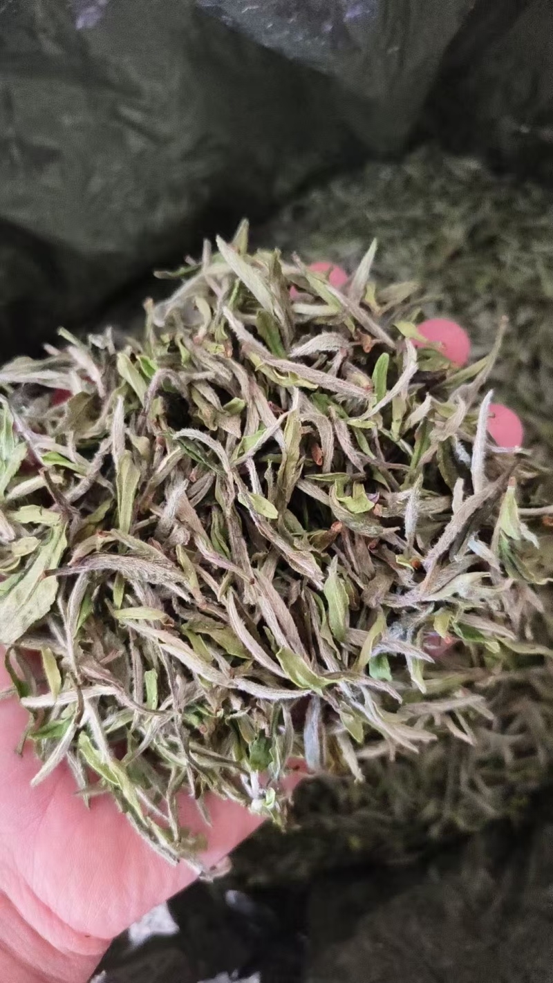 白茶