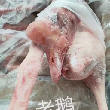 老鹅干净无毛，纯干货