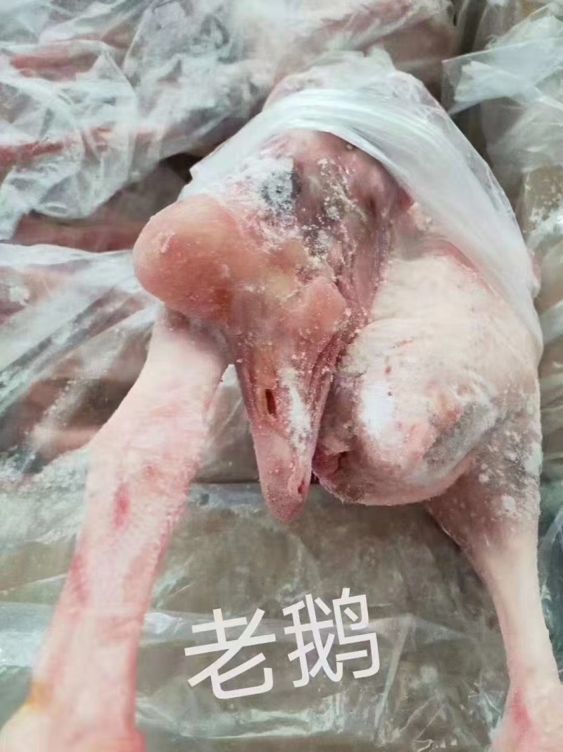 老鹅干净无毛，纯干货