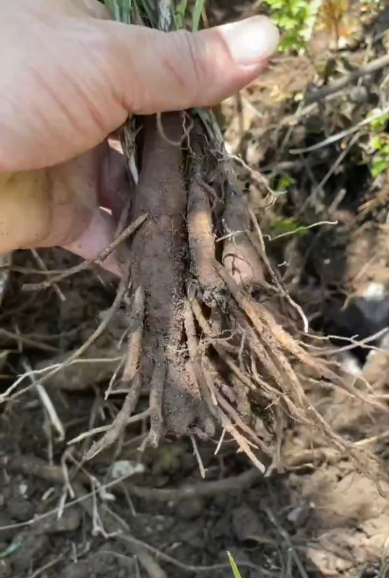 云南野生仙茅鲜货